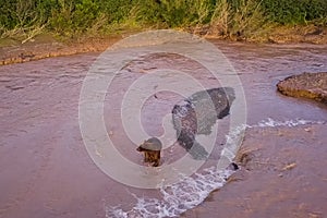 Grizzly brown bear catches salmon in river. Bear hunts spawning