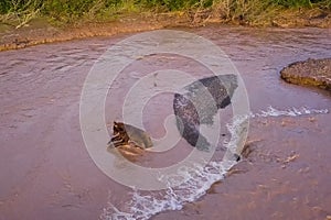 Grizzly brown bear catches salmon in river. Bear hunts spawning