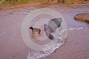 Grizzly brown bear catches salmon in river. Bear hunts spawning
