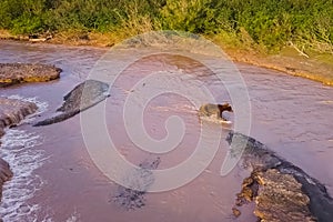 Grizzly brown bear catches salmon in river. Bear hunts spawning