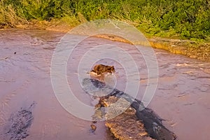 Grizzly brown bear catches salmon in river. Bear hunts spawning