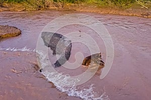 Grizzly brown bear catches salmon in river. Bear hunts spawning