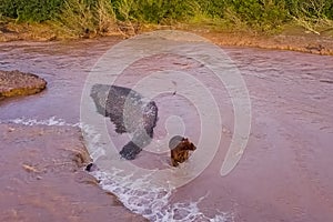 Grizzly brown bear catches salmon in river. Bear hunts spawning