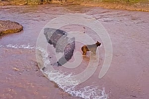 Grizzly brown bear catches salmon in river. Bear hunts spawning