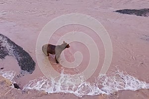 Grizzly brown bear catches salmon in river. Bear hunts spawning