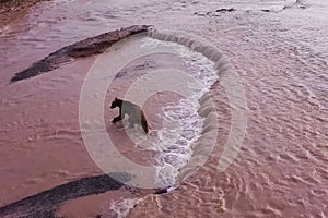 Grizzly brown bear catches salmon in river. Bear hunts spawning