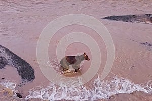 Grizzly brown bear catches salmon in river. Bear hunts spawning