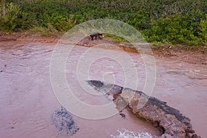 Grizzly brown bear catches salmon in river. Bear hunts spawning