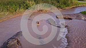 Grizzly brown bear catches salmon in river. Bear hunts spawning fish