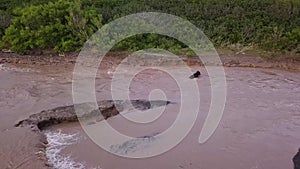 Grizzly brown bear catches salmon in river. Bear hunts spawning fish