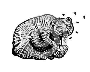 Grizzly Brown Bear eats honey. In a wild animal in the paw a beehive with bees. Side view. Hand drawn engraved old