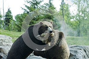 Grizzly (Brown) Bear Fight