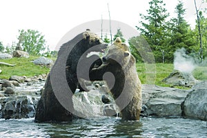 Grizzly (Brown) Bear Fight