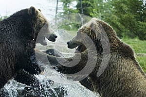 Grizzly (Brown) Bear Fight