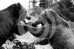 Grizzly (Brown) Bear Fight in High Dynamic Range hdr