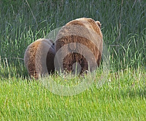 Grizzly brown bear sow baby cub rear end meadow