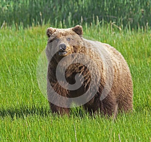 Grizzly brown bear standing meadow wildlife