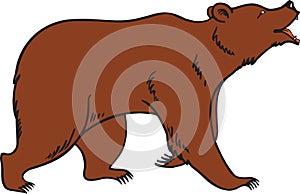 Grizzly Brown Bear Vector