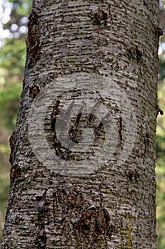 Grizzly Claw Marks On Tree