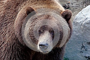 Grizzly close-up
