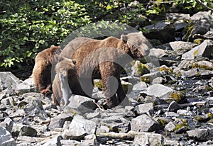 Grizzly cub with fish near mother