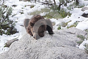 A Grizzly Cub Tired of the Snow! photo