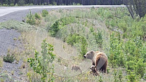 Grizzly with cubs