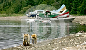 Grizzly cubs and float planes