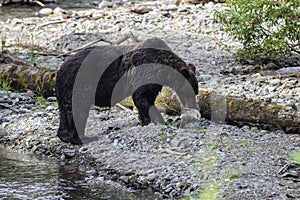 Grizzly dinner