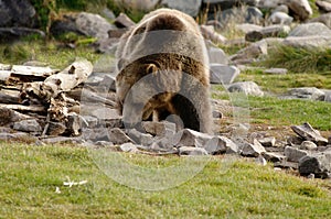 Grizzly feeding in rocky meadow