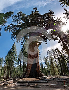 Grizzly Giant in Mariposa Groce, Yosemite NP