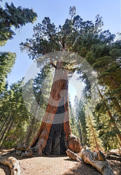 Grizzly Giant Sequoia in Mariposa Grove, Yosemite photo