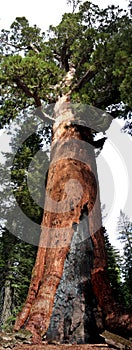Grizzly giant vertical panorama
