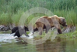 Grizzly with her cubs