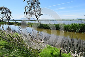 Grizzly Island Wildlife Area Part of Suisun Marsh, California