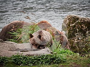 Grizzly Mother bear and cub taking a drink near Haines Alaska