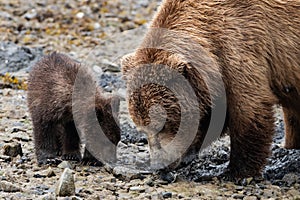 a grizzly mother with her tiny child is saerching for claims