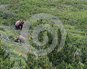 Grizzly Mother Looks Back and Slower Cub photo