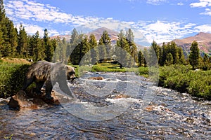 Grizzly in the mountains photo