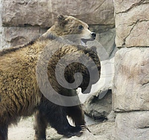 A Grizzly Pair Spar Amongst the Rocks photo