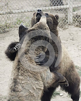 A Grizzly Pair Spar in a Zoo Cage photo