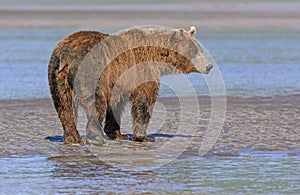 Grizzly Profile on a Mudflat photo