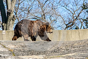Grizzly promenade at Bronx Zoo