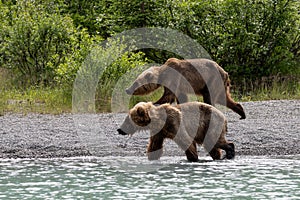 Grizzly siblings at Crescent Lake, Alaska, US