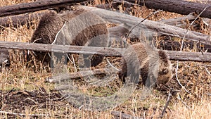 Grizzly Sow and Cub