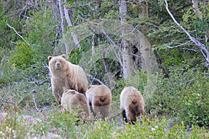 Grizzly Sow with Triplets