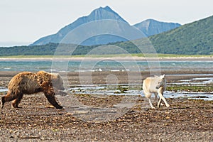 Grizzly ursu arctos charges wolf canis lupus in Katmai park