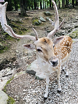 groan, looking for a mate, FALLOW DEER, deer forest at Southwicks Zoo Mendon, ma