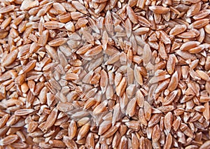 Groats spelt. Background