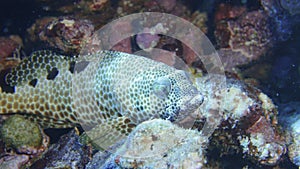 Grober fish Maldives photo